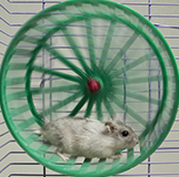 Programadores vistos por analistas empresariales